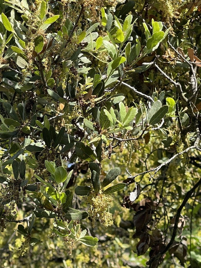 Engelmann Oak photo 3