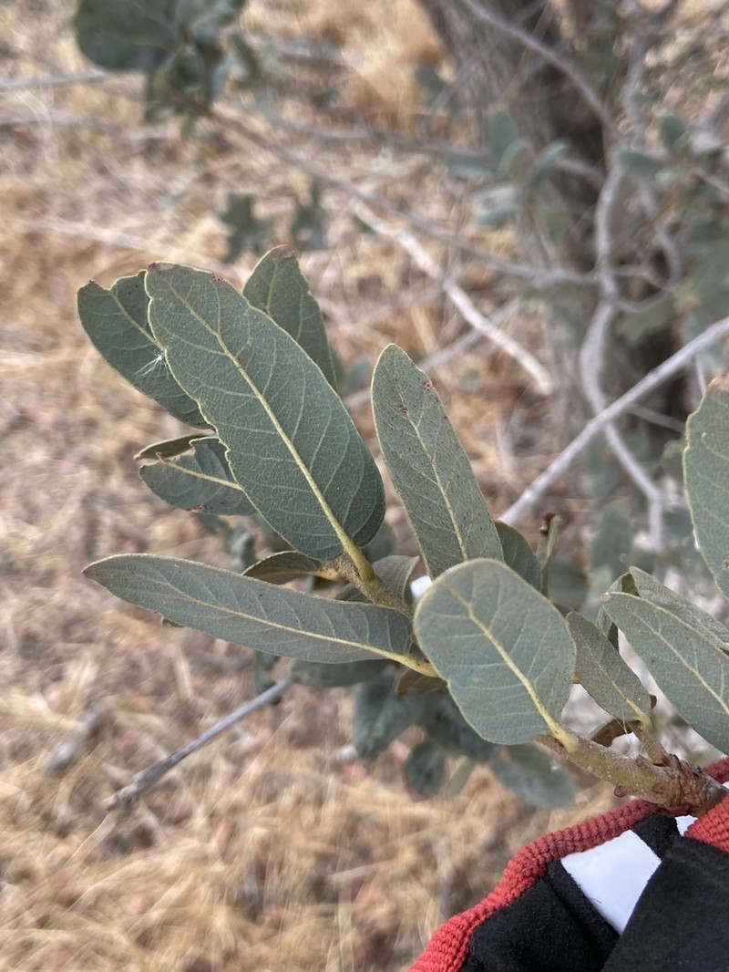 Engelmann Oak photo 4