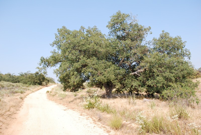 Engelmann Oak photo 5