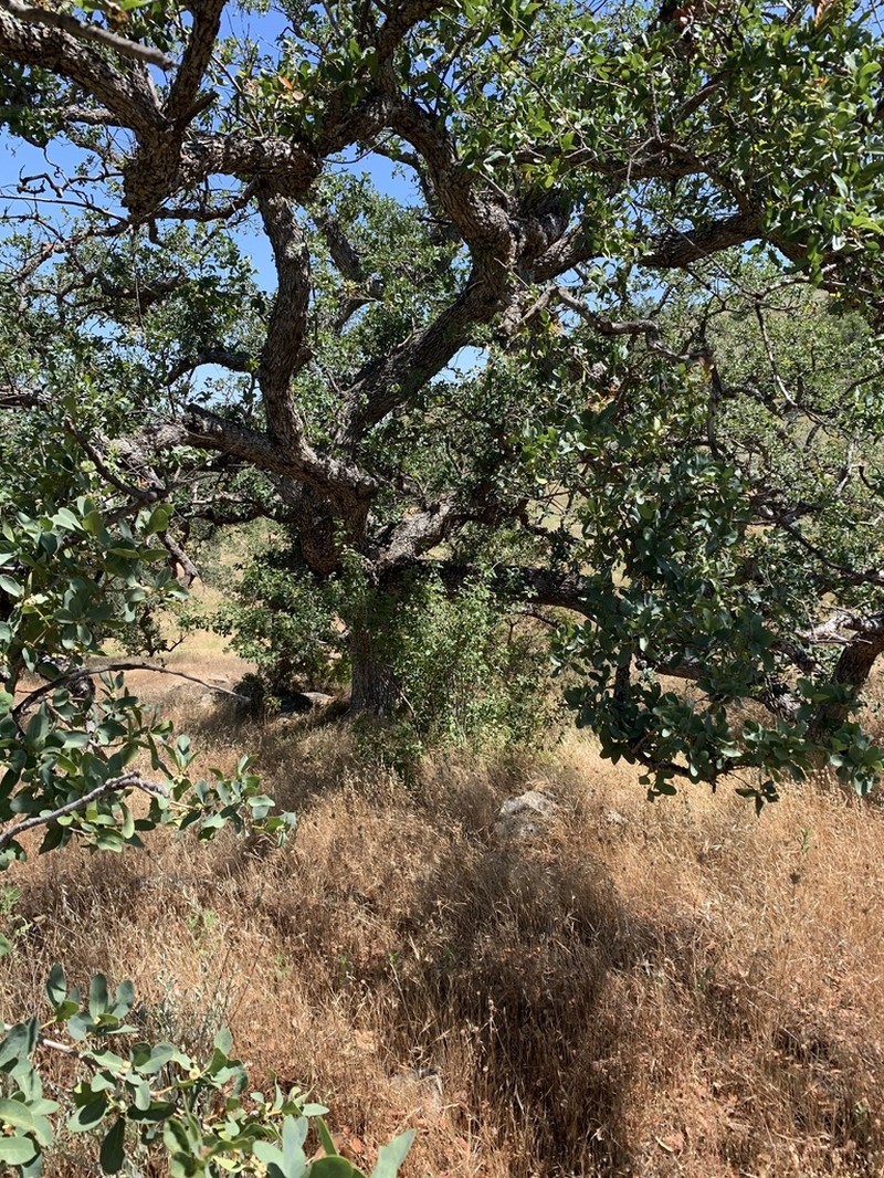 Engelmann Oak photo 6