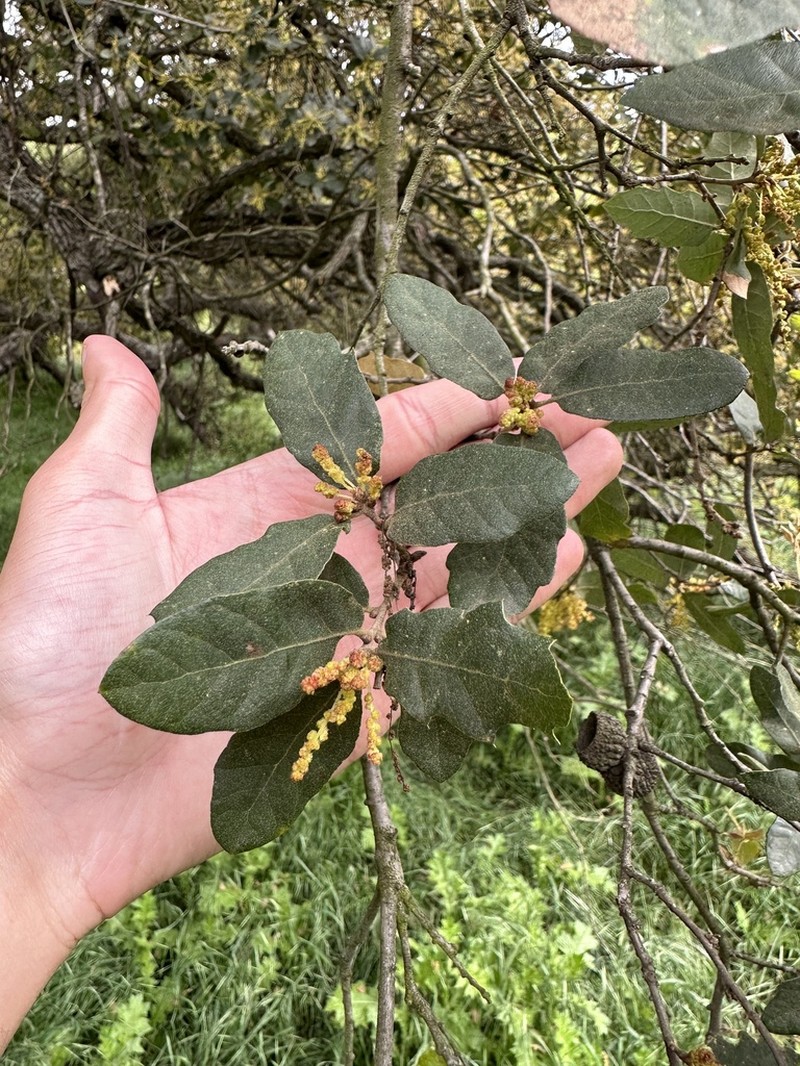Engelmann Oak photo 7