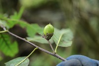 Quercus engleriana