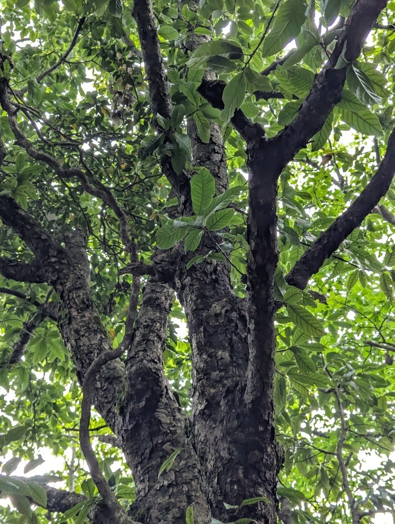 Quercus engleriana photo 2