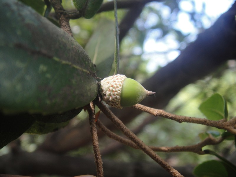 Quercus engleriana photo 3