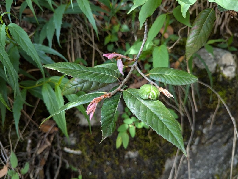 Quercus engleriana photo 4