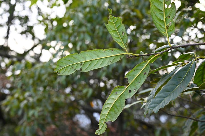 Quercus engleriana photo 5
