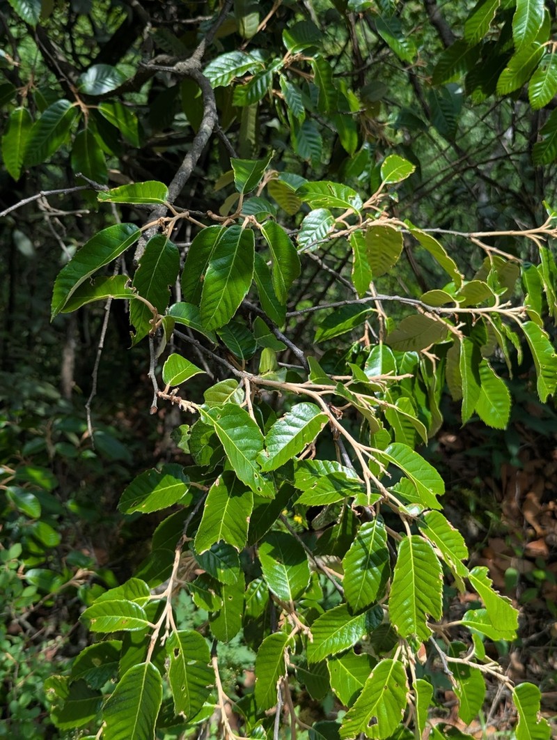 Quercus engleriana photo 6