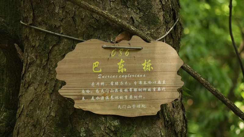 Quercus engleriana photo 7