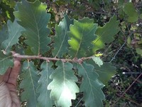 Quercus estremadurensis