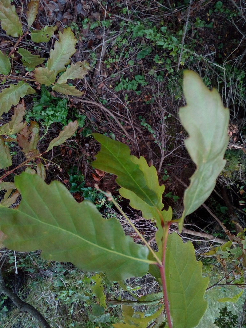 Quercus estremadurensis photo 2