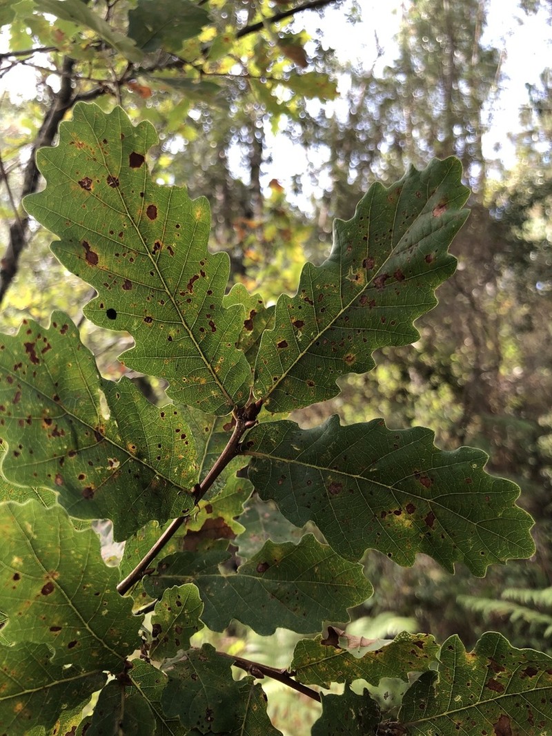 Quercus estremadurensis photo 3