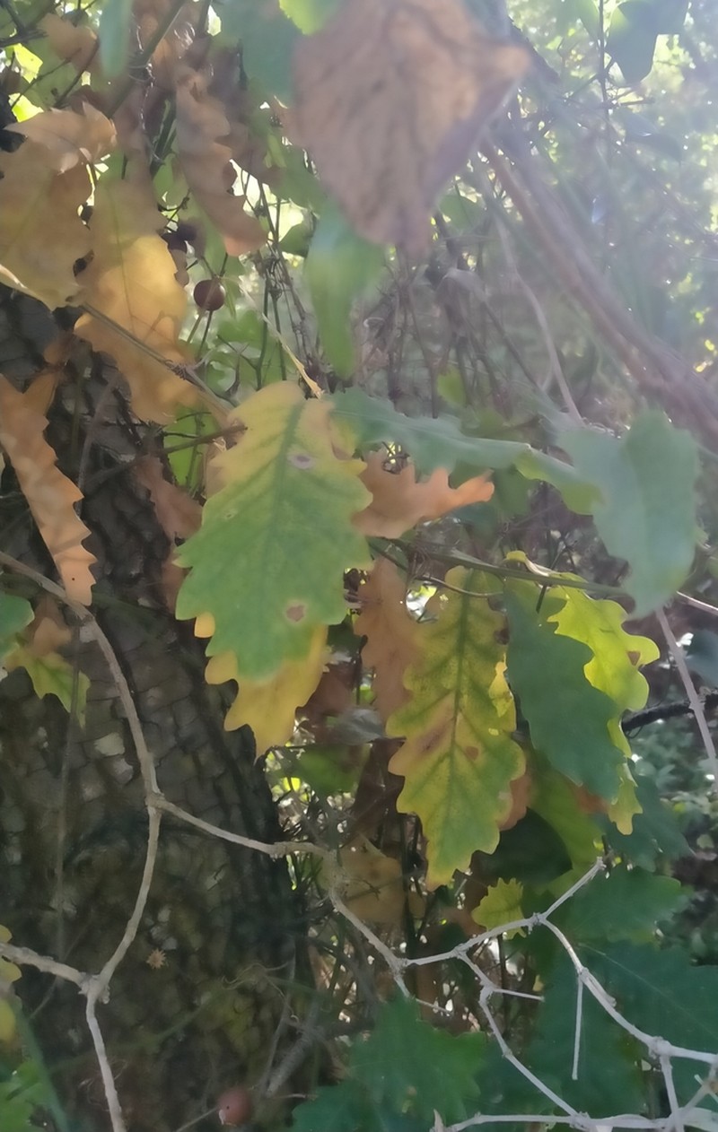 Quercus estremadurensis photo 4