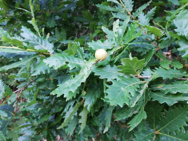 Quercus estremadurensis photo 5