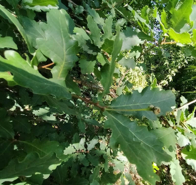Quercus estremadurensis photo 6