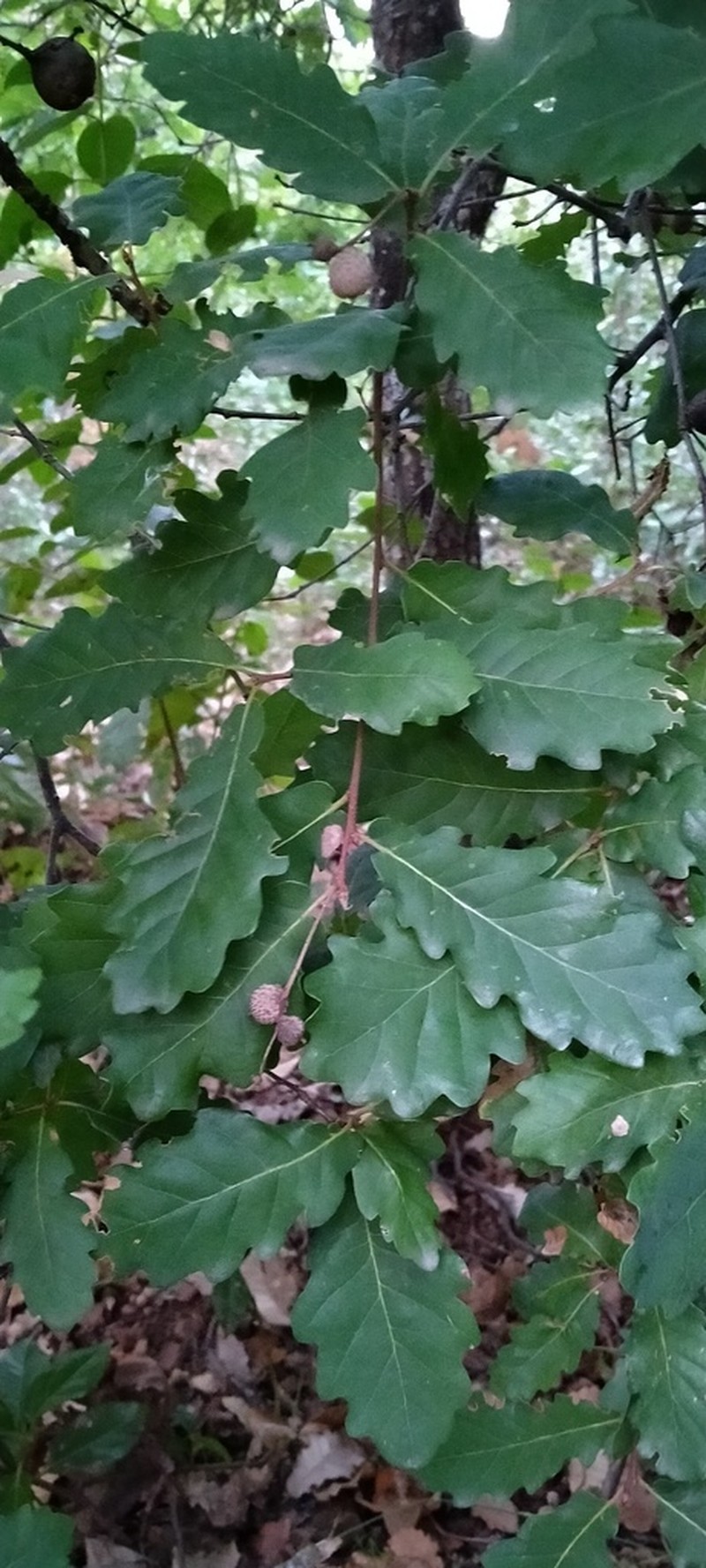Quercus estremadurensis photo 7