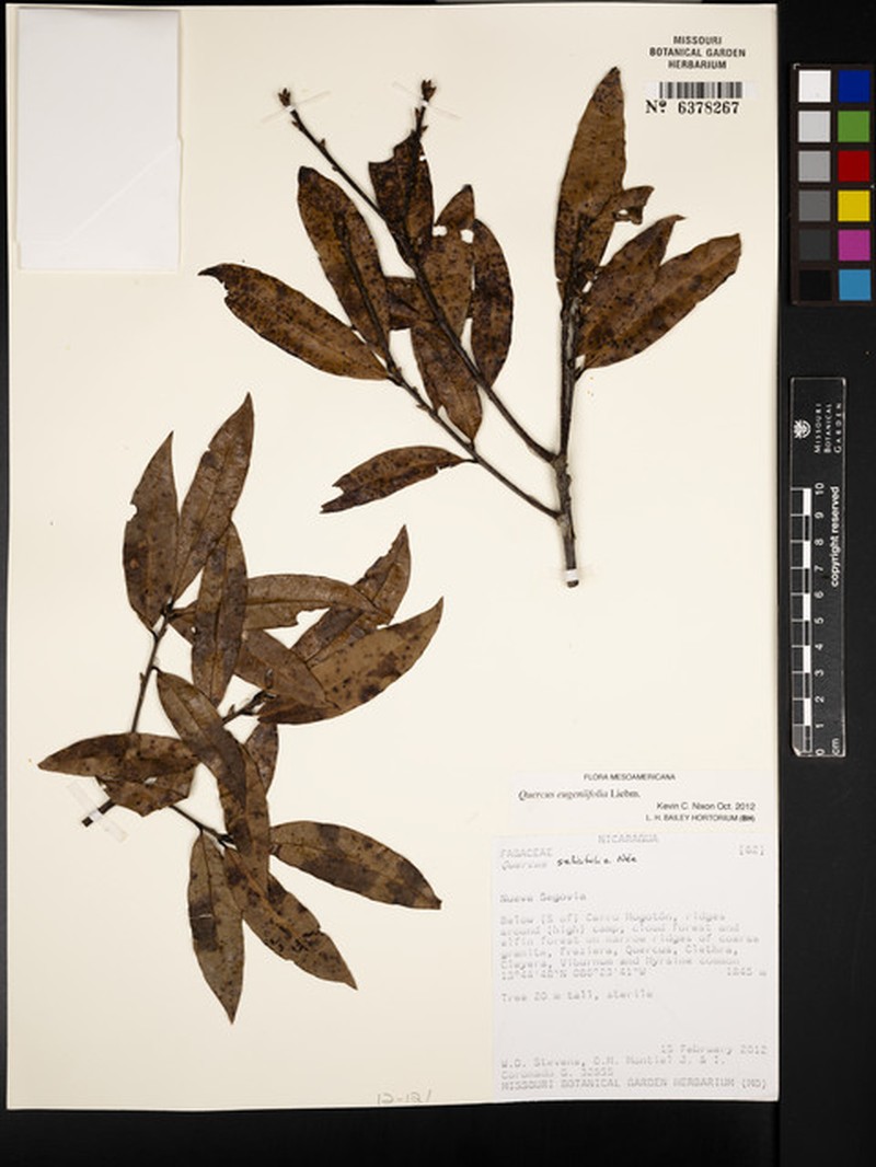 Quercus eugeniifolia