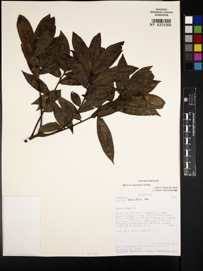 Quercus eugeniifolia photo 2