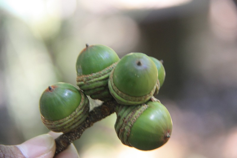 Quercus eumorpha