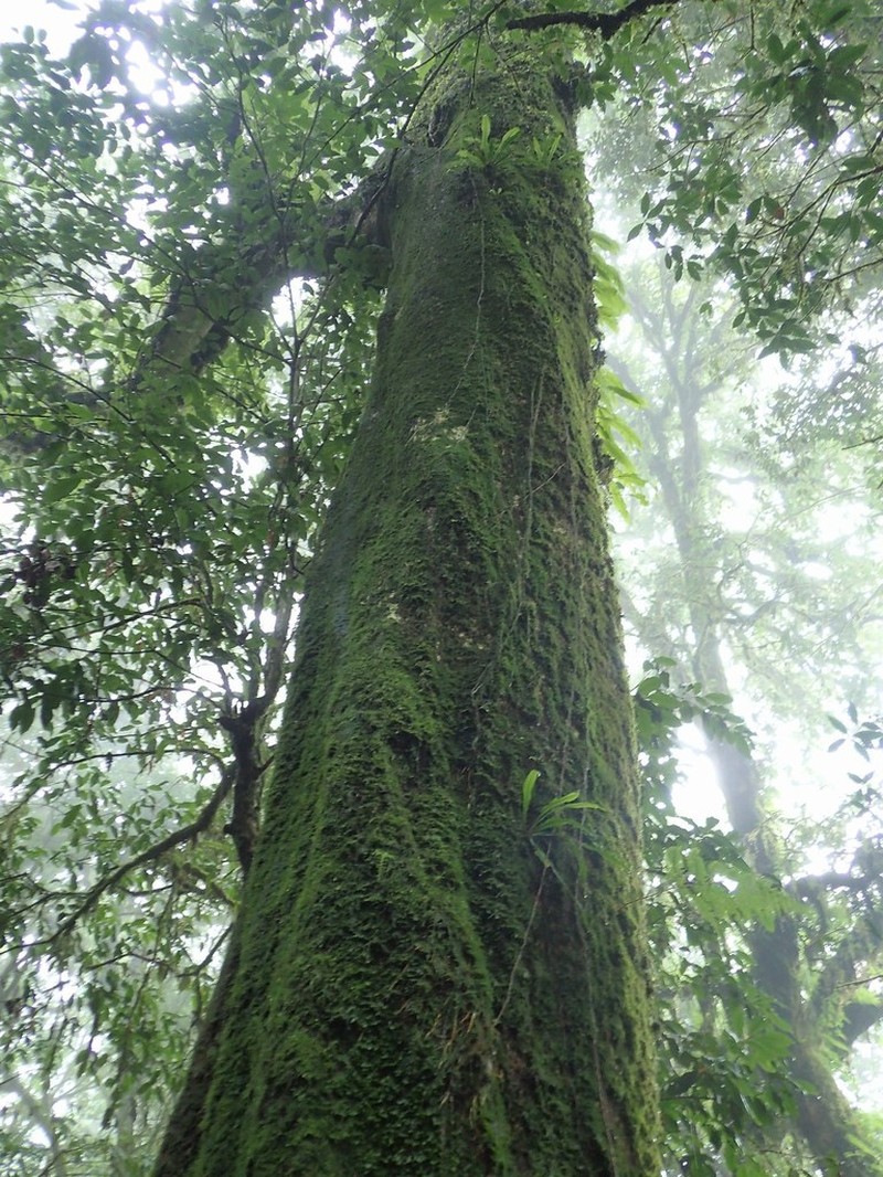 Quercus eumorpha photo 2
