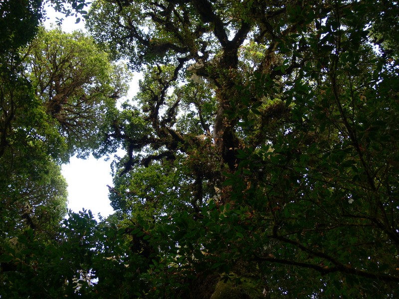Quercus eumorpha photo 3