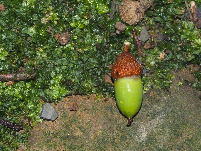 Quercus fabri