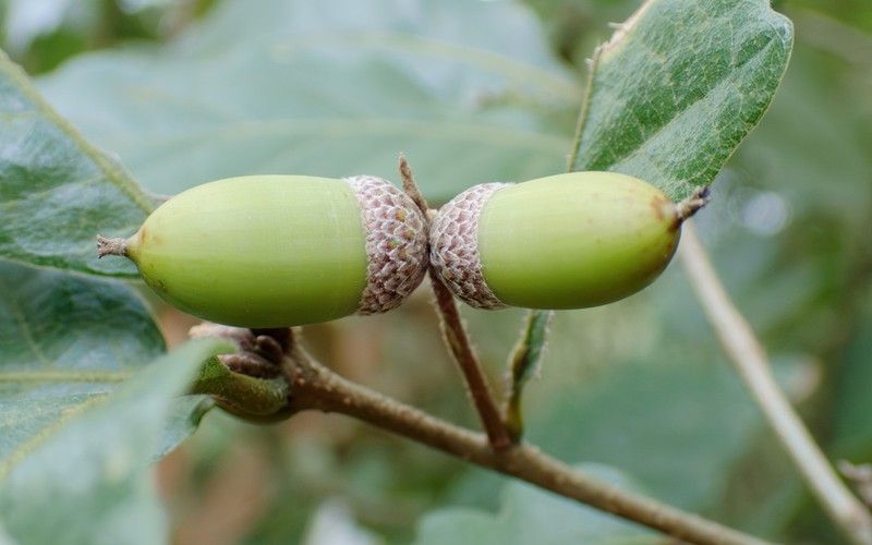 Quercus fabri photo 2
