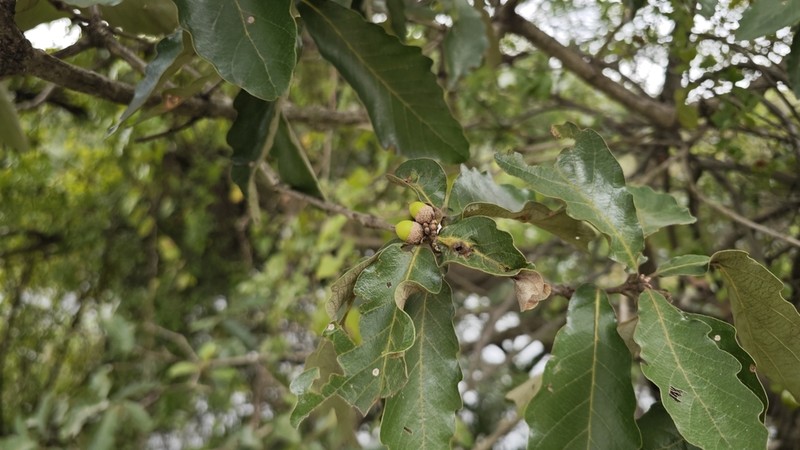 Quercus fabri photo 3