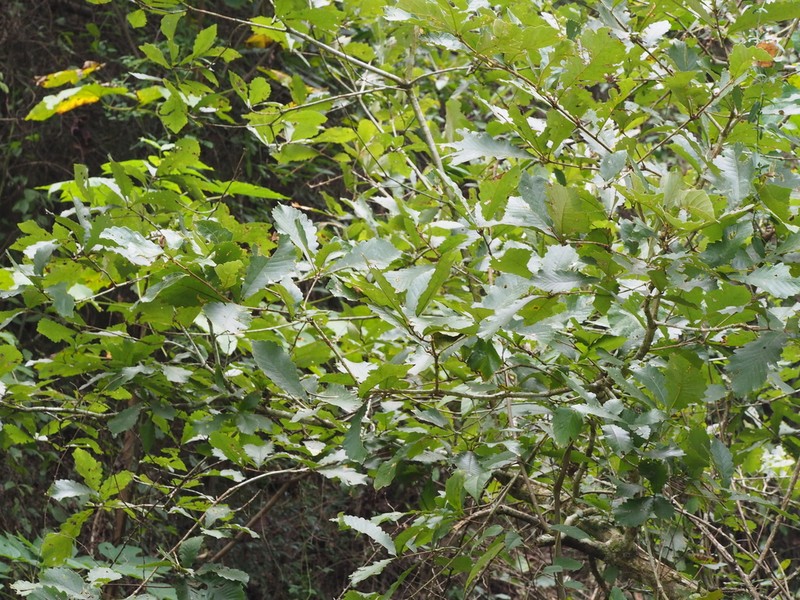 Quercus fabri photo 4