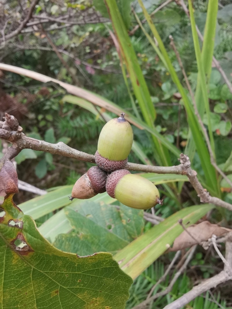 Quercus fabri photo 6