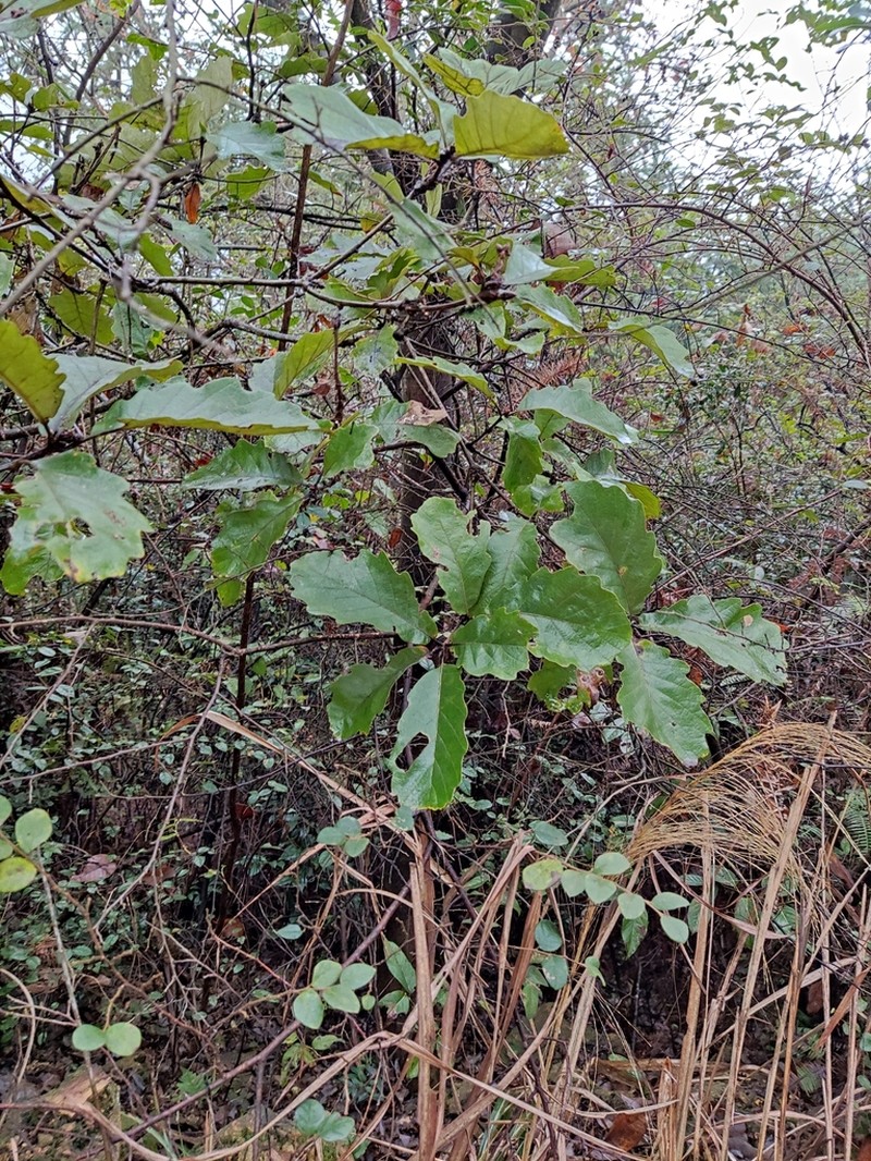 Quercus fabri photo 7