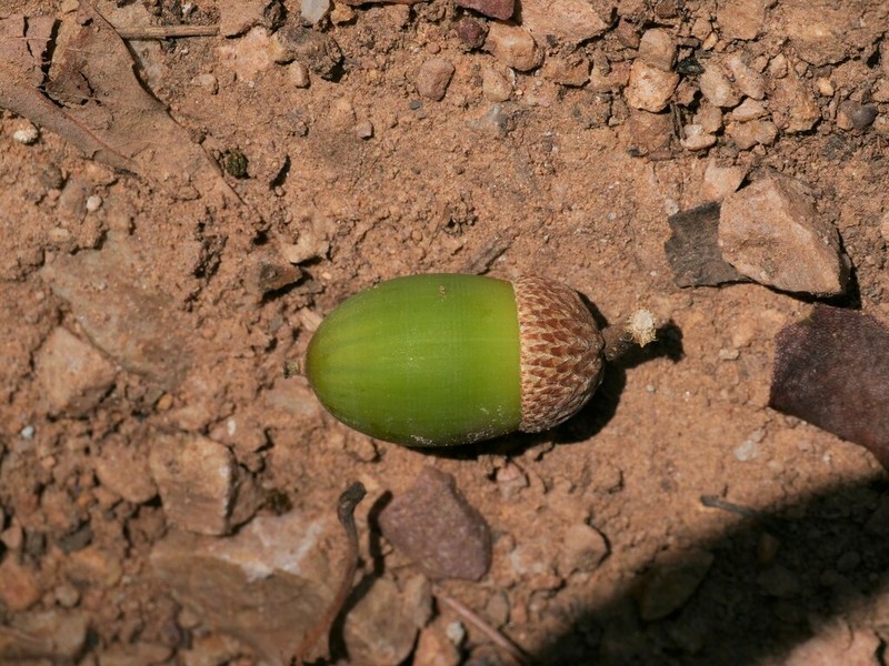Quercus fabri photo 8