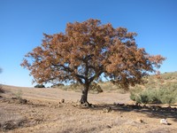 Quercus faginea
