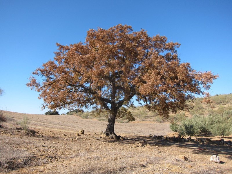 Quercus faginea
