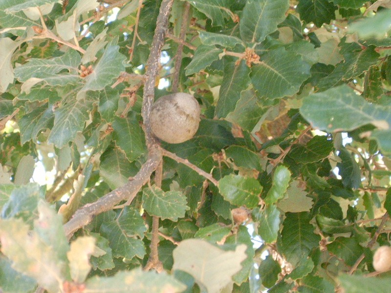 Quercus faginea photo 2