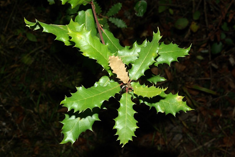 Quercus faginea photo 3