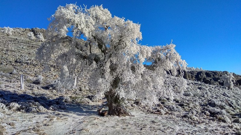 Quercus faginea photo 4
