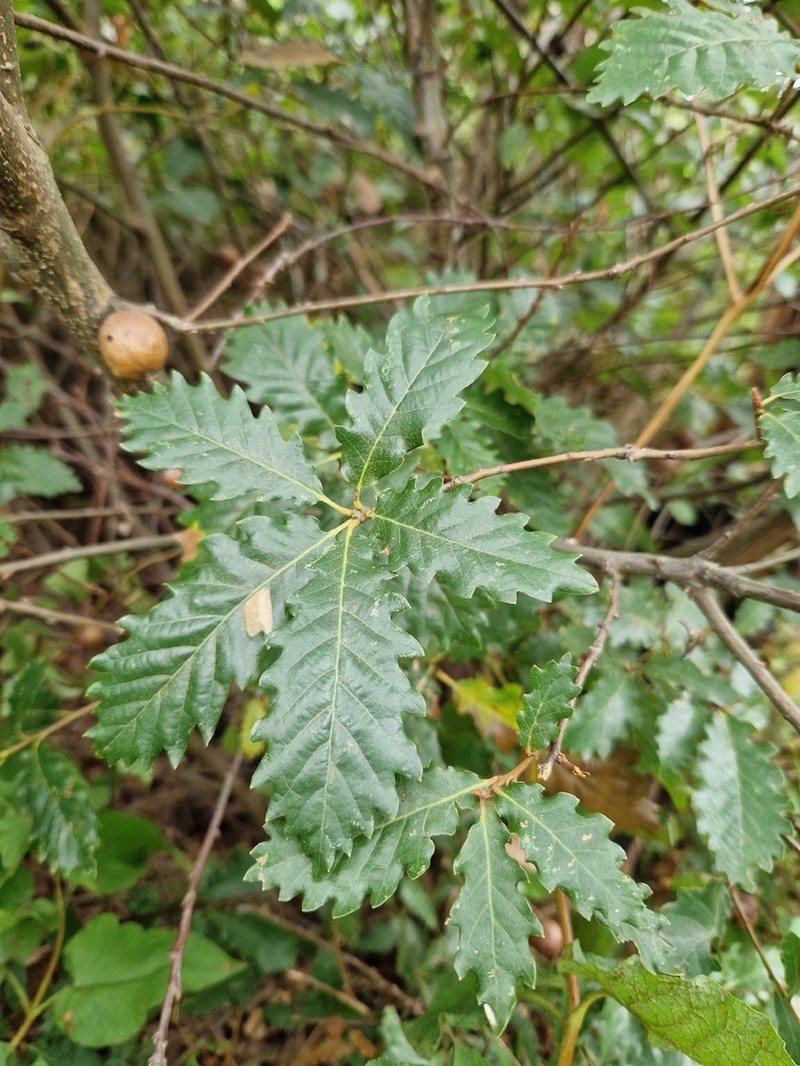 Quercus faginea photo 5