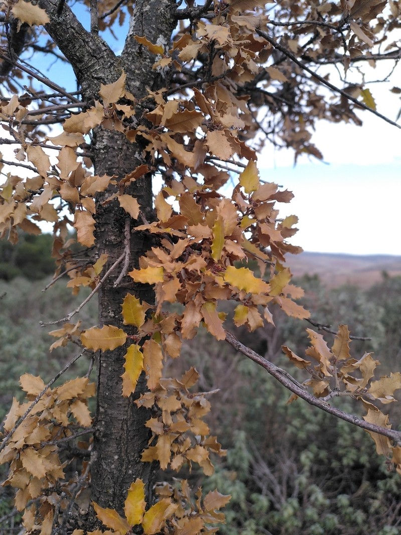 Quercus faginea photo 6