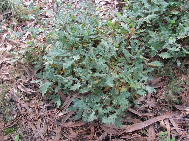Quercus faginea photo 7