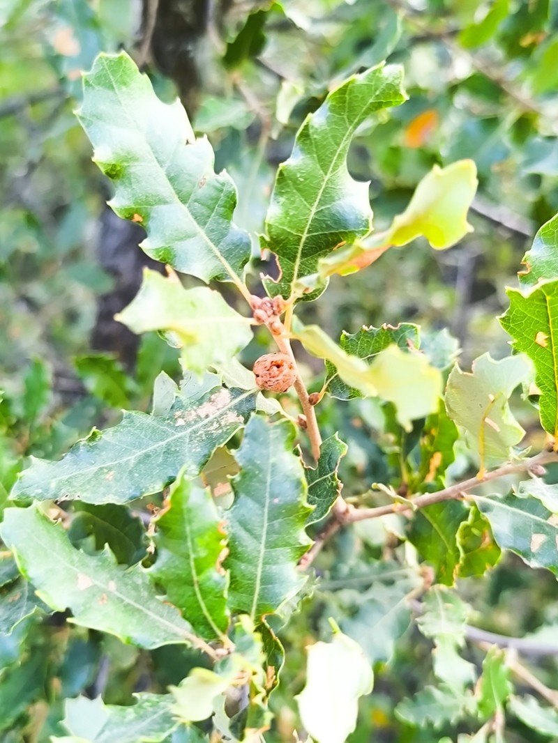 Quercus faginea photo 8