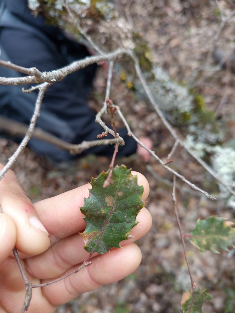 Quercus faginea subsp. faginea