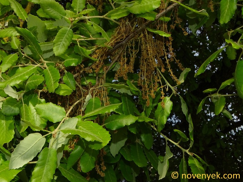 Quercus faginea subsp. faginea photo 2