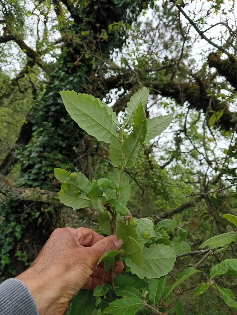 Quercus faginea subsp. faginea photo 3