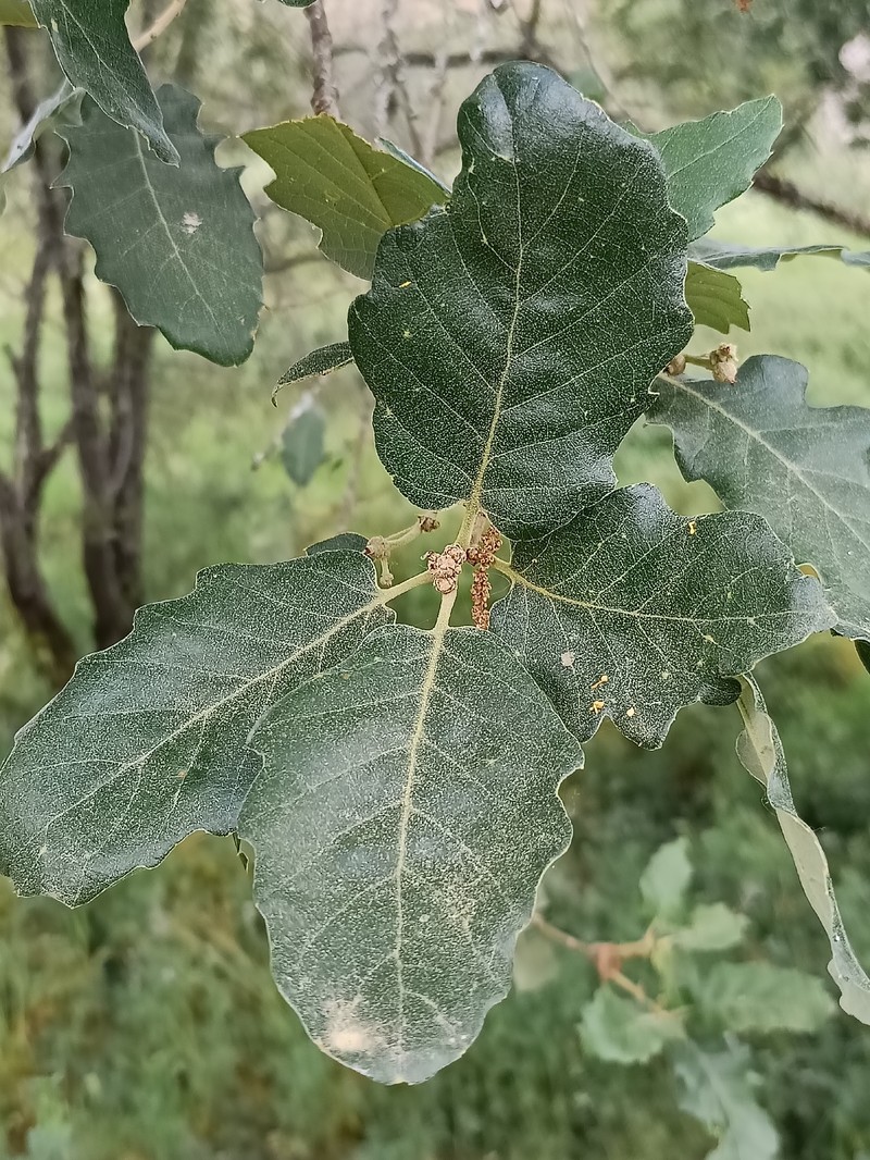Quercus faginea subsp. faginea photo 4