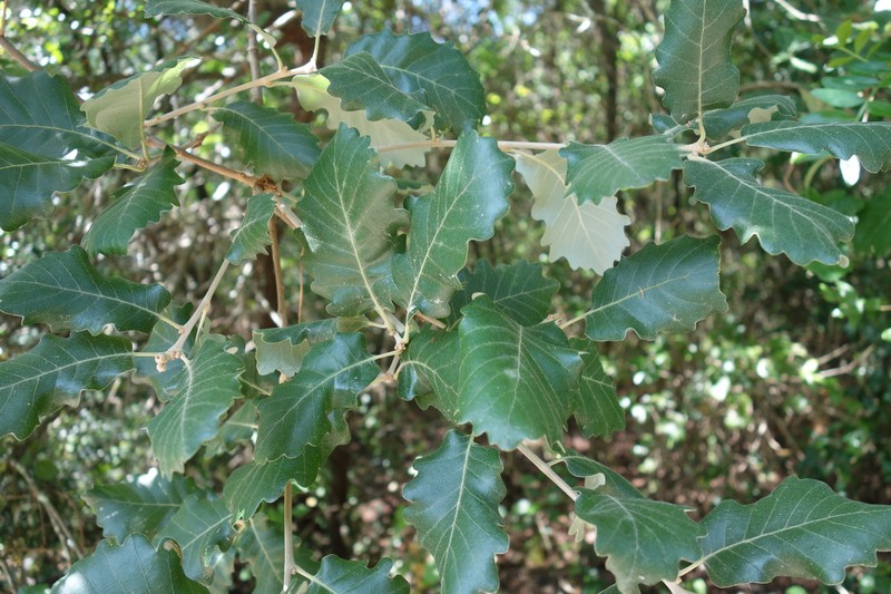 Quercus faginea subsp. faginea photo 5