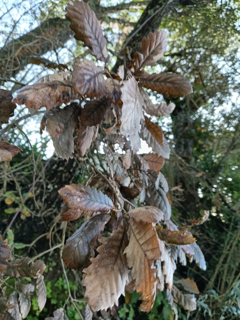 Quercus faginea subsp. faginea photo 6
