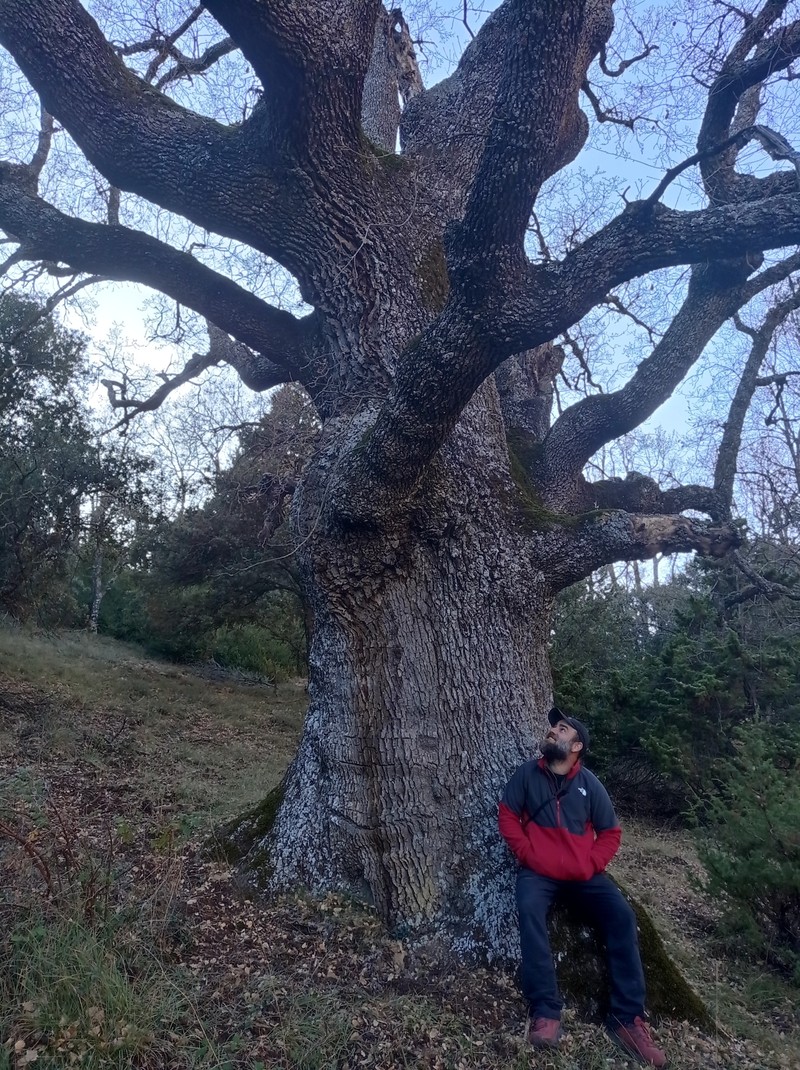 Quercus faginea subsp. faginea photo 7