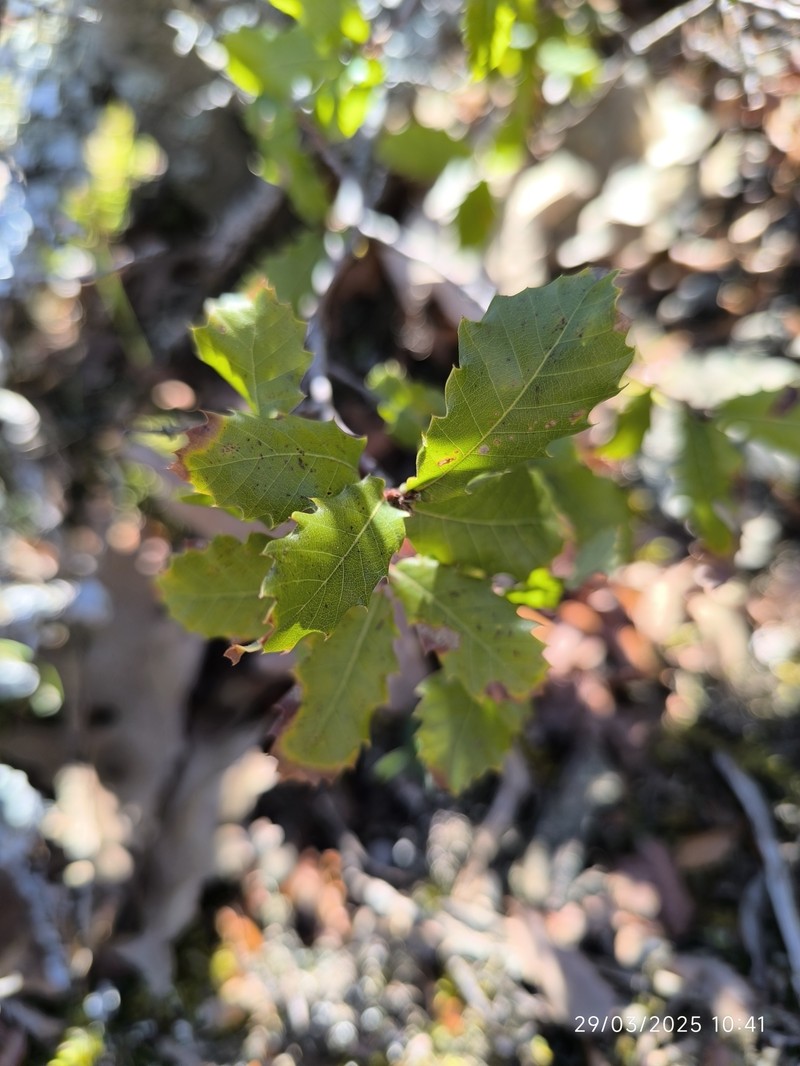 Quercus faginea subsp. faginea photo 8