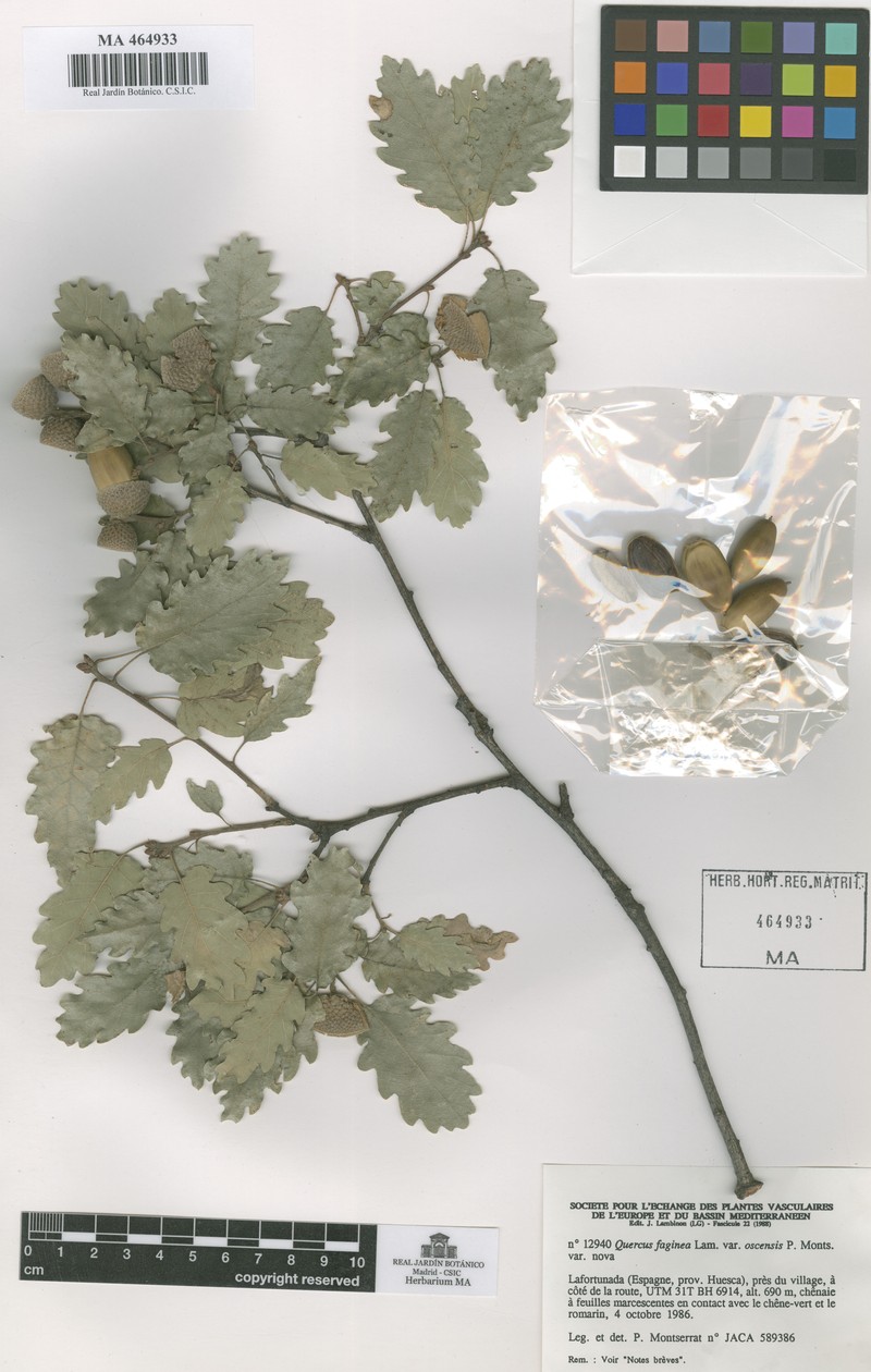 Quercus faginea subsp. oscensis