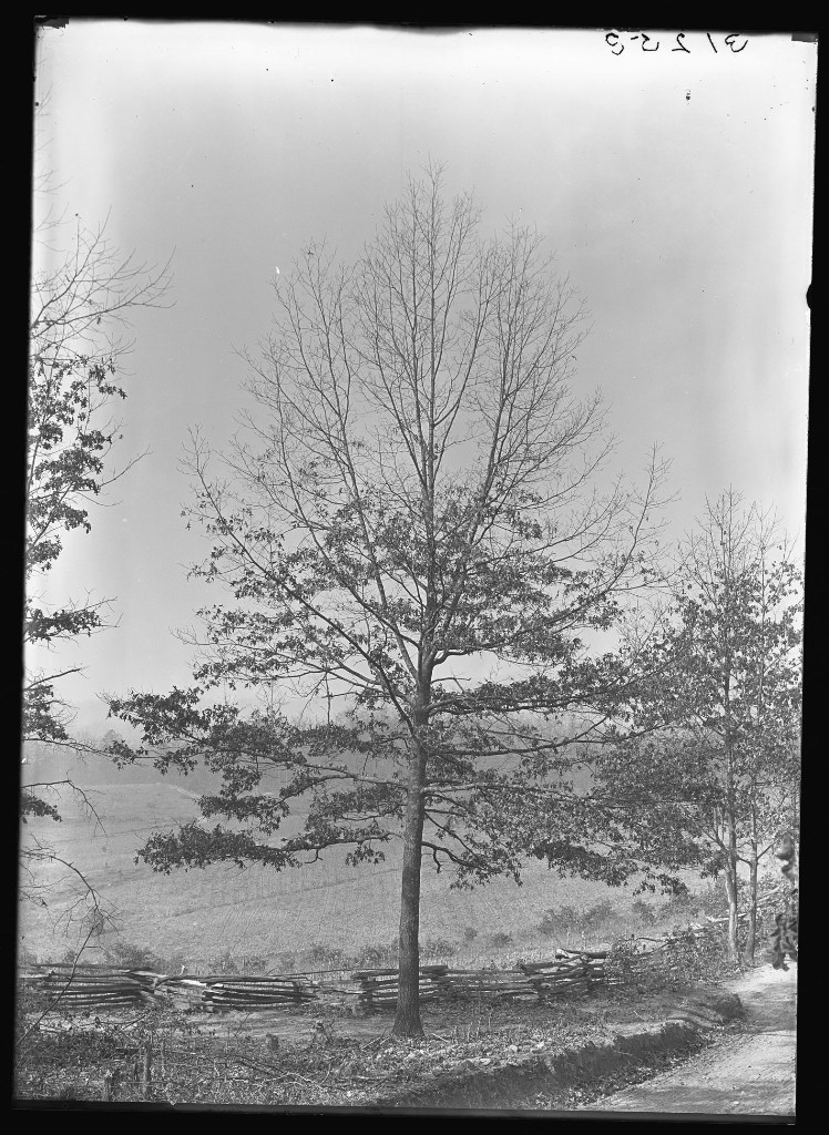 Southern Red Oak photo 4